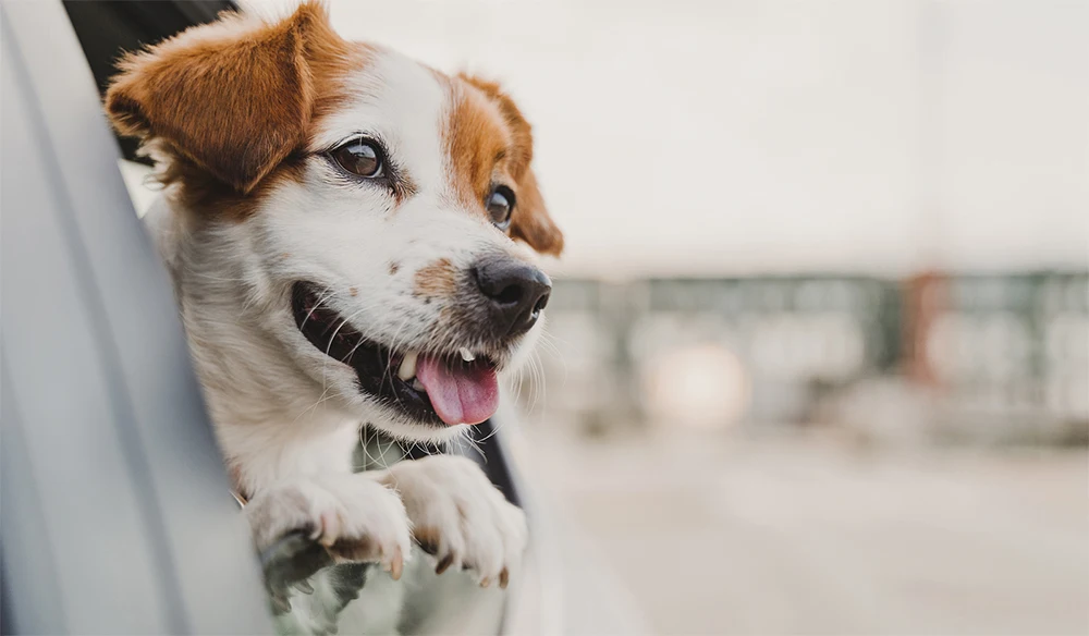 Quilted Pet Carrier for In Car Use